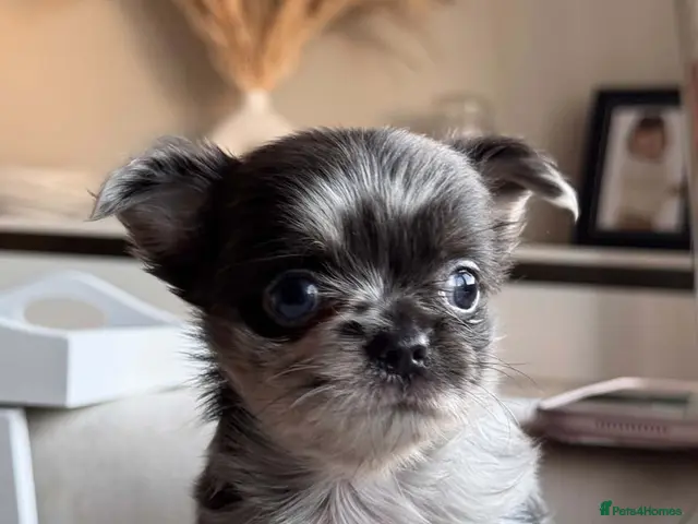 Chihuahua dogs Beautiful Longhair Chihuahuas - Advert 16