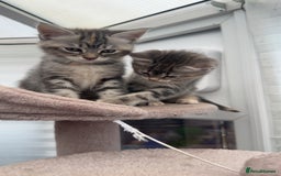 Siberian cats for sale: Siberian cross kittens - Image 4