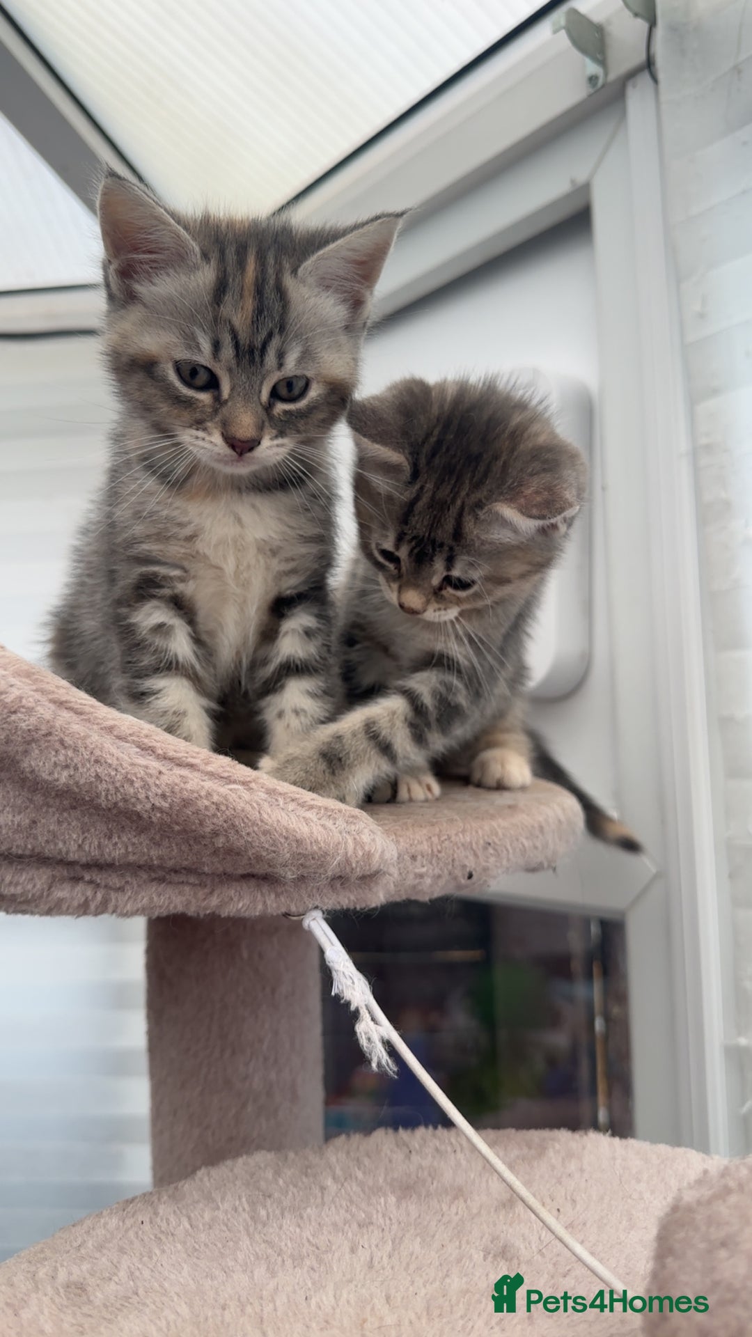 Siberian cats for sale: Siberian cross kittens - Image 4