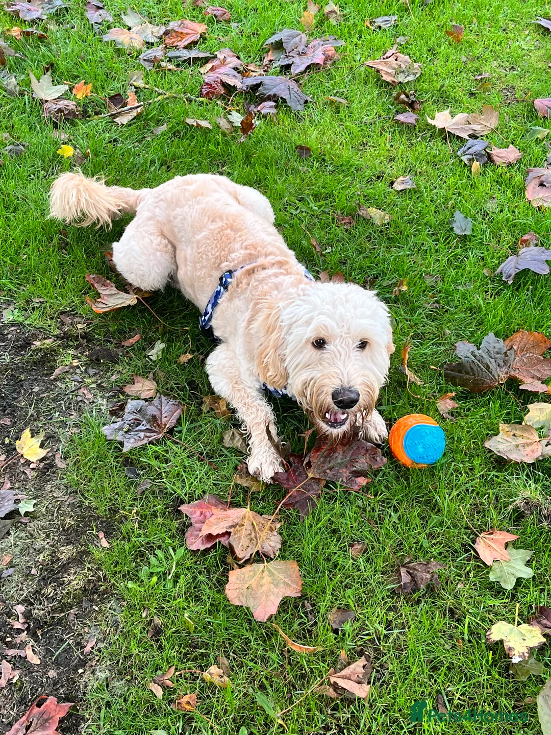 Cockapoo dogs for sale: ** REHOME ** 3 YEAR OLD COCKAPOO - Advert 8