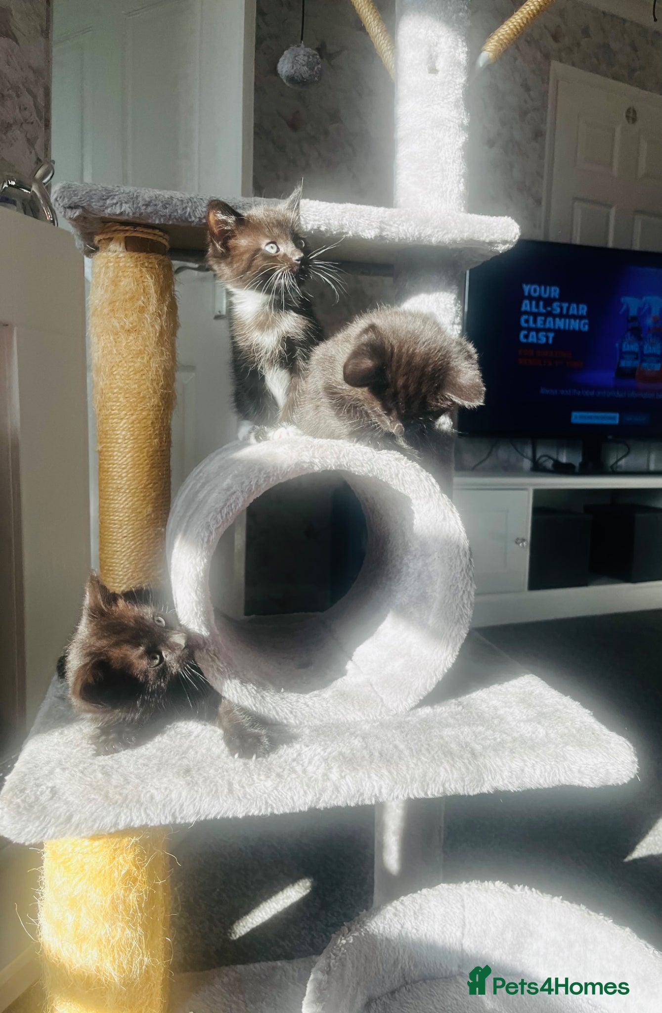 Mixed Breed cats Kittens half Russian blue  - Advert 14