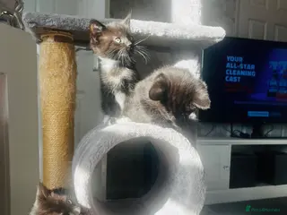 Mixed Breed cats Kittens half Russian blue - Advert 14