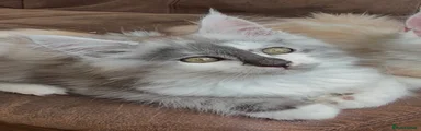 Maine Coon 6