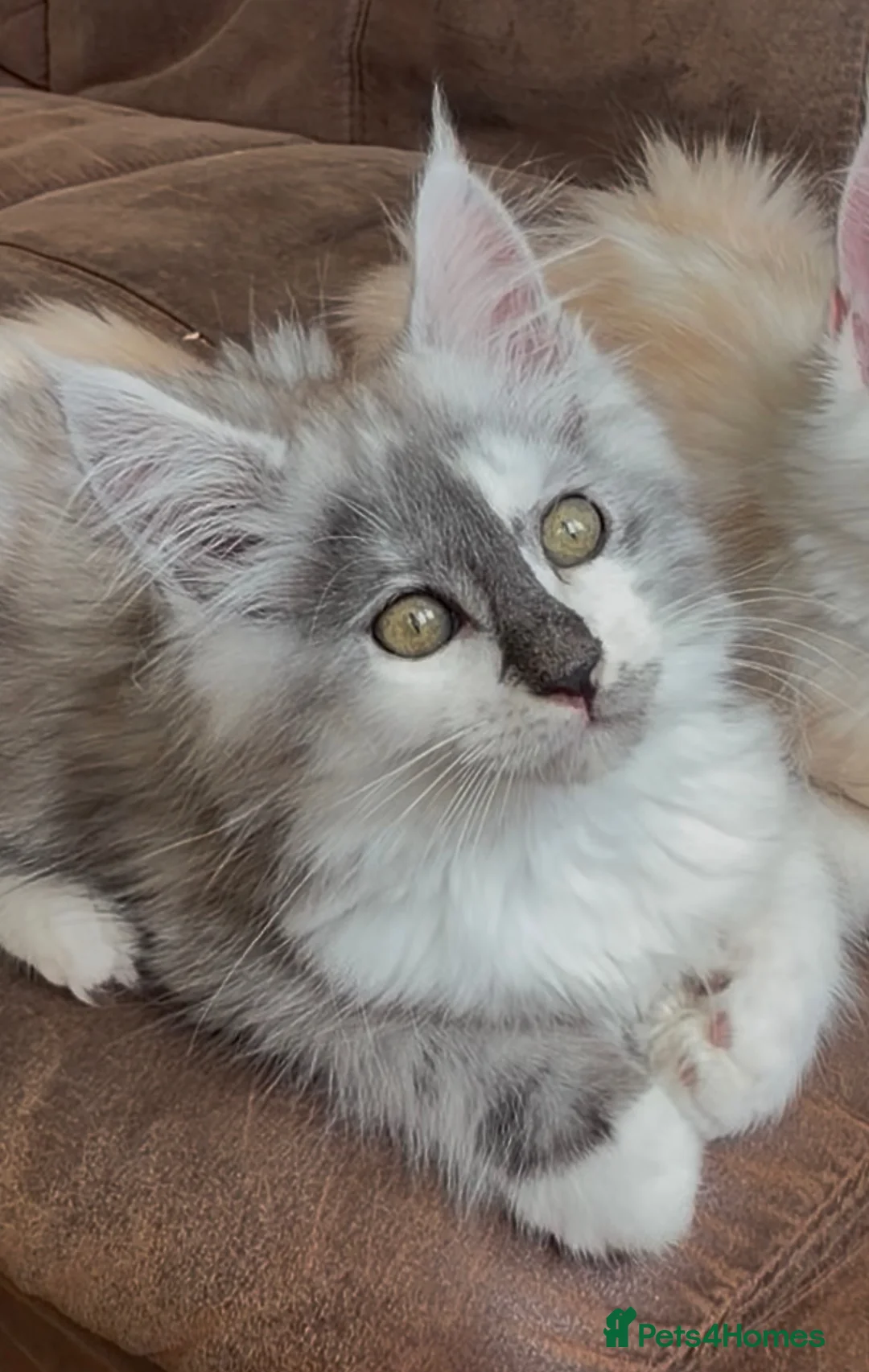 Maine Coon cats for sale:  Beautiful Maine Coon  - Advert 2