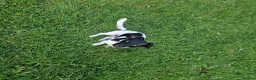 Jackshund dogs for sale: Ralphy  - Advert 5