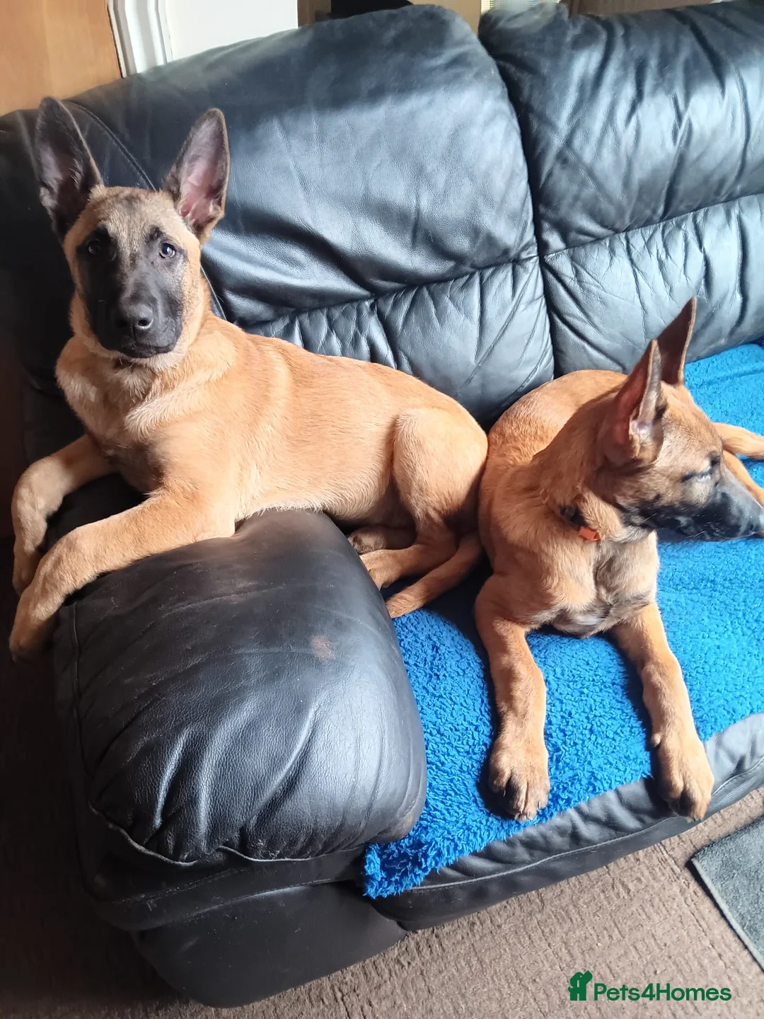 Belgian Shepherd Dog dogs for sale: Belgian Shepherd Puppies  - Advert 4