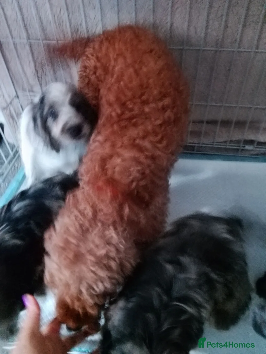 Cockapoo dogs for sale: Amazing cockapoos  - Advert 1