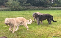 Irish Wolfhound dogs for sale: FEMALE IRISH WOLFHOUND PUPPIES FOR SALE - Image 8
