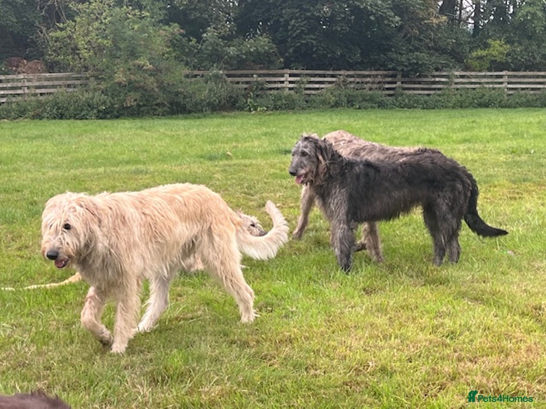 Irish Wolfhound dogs for sale: FEMALE IRISH WOLFHOUND PUPPIES FOR SALE - Image 8