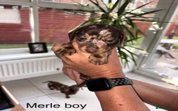 Dachshund dogs for sale: Mini daschunds  - Image 2