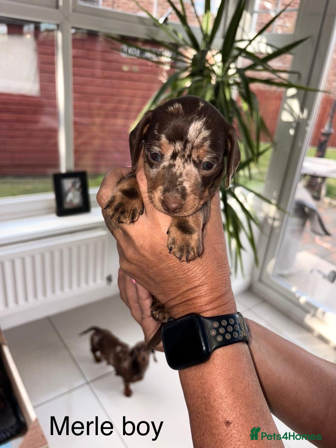 Dachshund dogs for sale: Mini daschunds  - Image 2