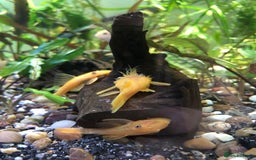 Plecos fish for sale: L144 Blue Eyed Bristlenose Pleco size 3 cm - Image 2