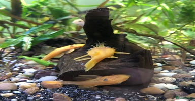 Plecos fish - Advert 4