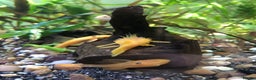 Plecos fish for sale: L144 Blue Eyed Bristlenose Pleco size 3 cm - Advert 2