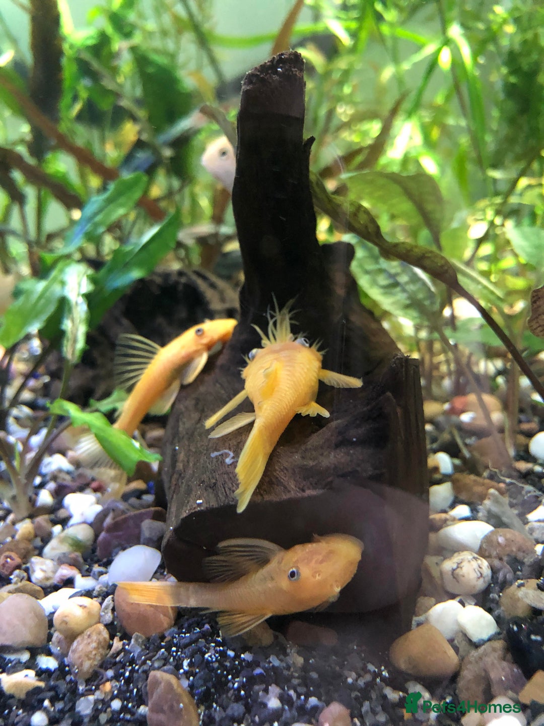 Plecos fish for sale: L144 Blue Eyed Bristlenose Pleco size 3 cm - Image 2