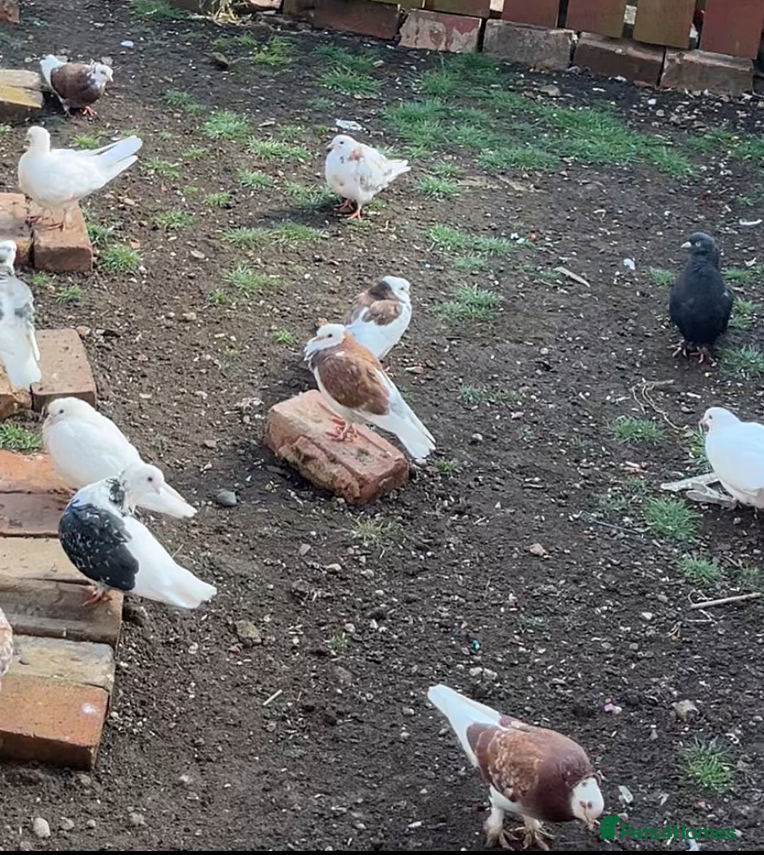 Mixed Breed poultry for sale: Lots of mixed pigeons for sale - Image 7