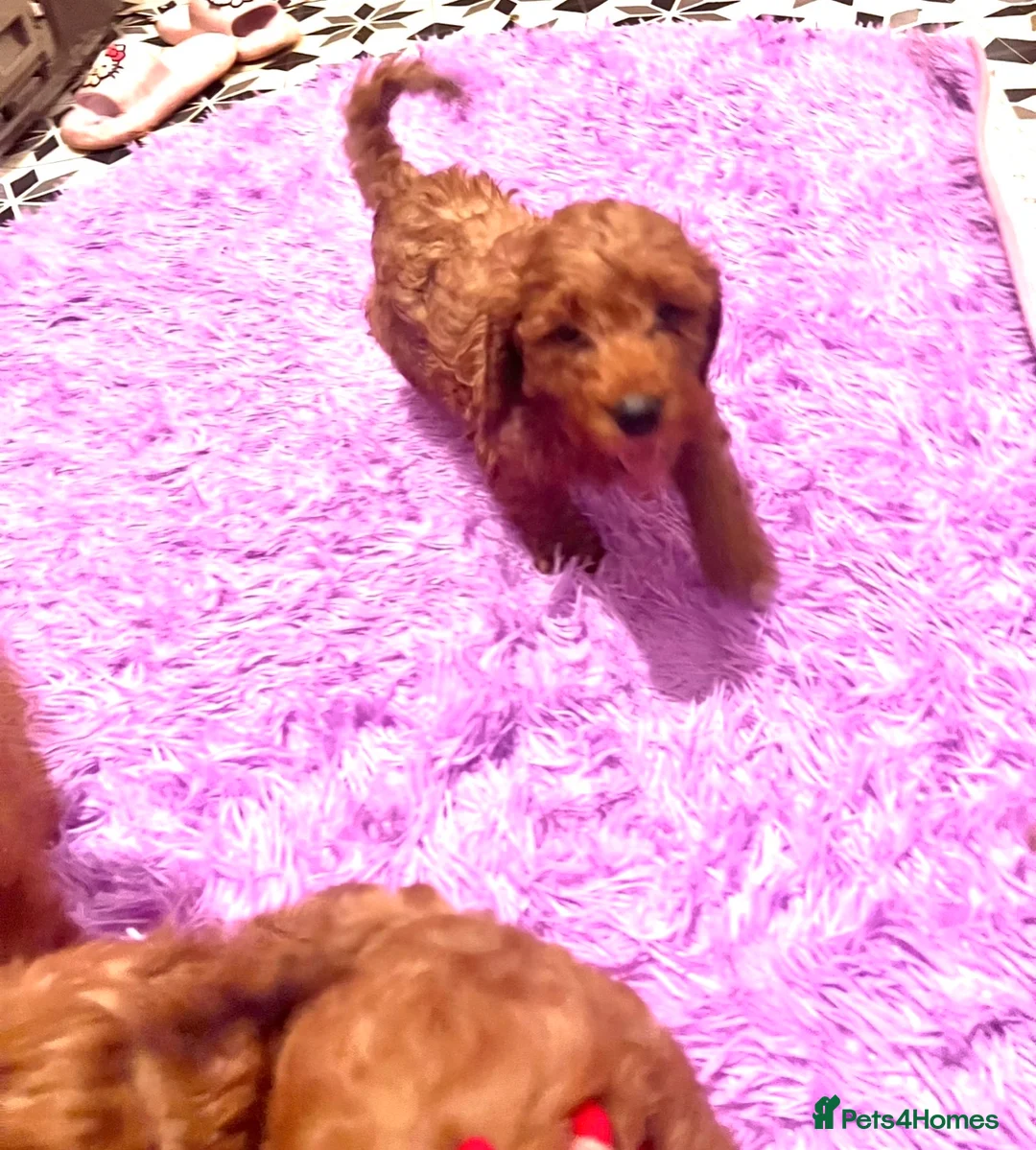 Cockapoo dogs for sale: Stunning 🐶 Cockapoo Puppies - Advert 19