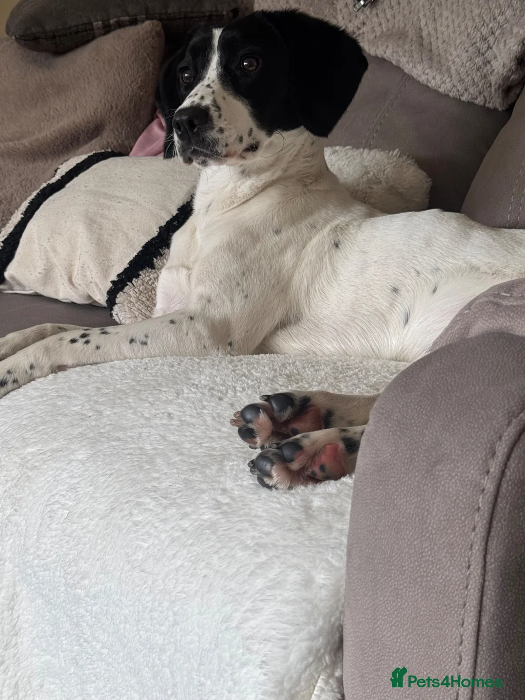 Springador dogs for sale: Our gorgeous Dottie girl❤️ in Huddersfield - Advert 2