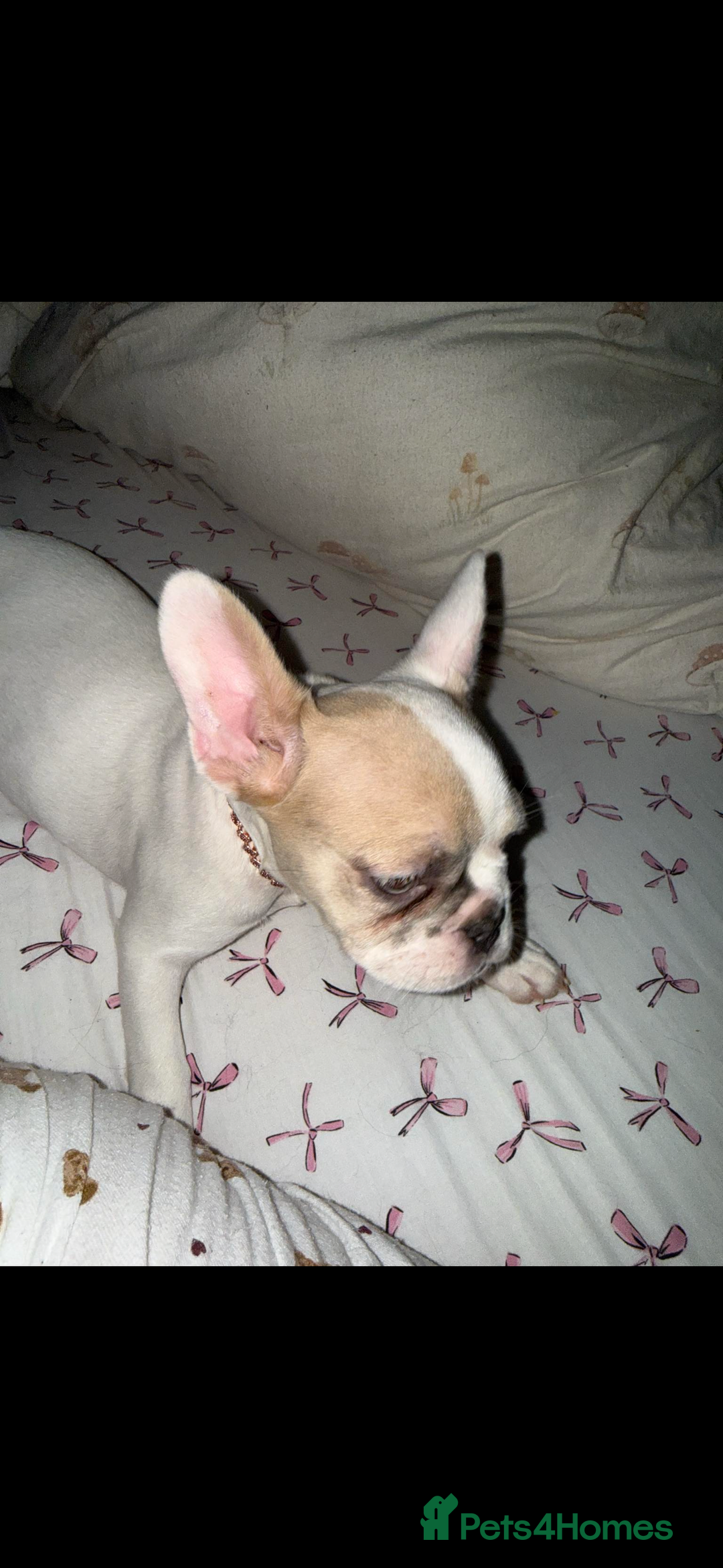 French Bulldog dogs for sale: Opal the French bulldog - Advert 6