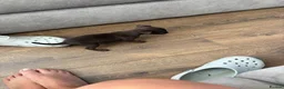 Mixed Breed dogs for sale: Chihuahua x patterdale - Advert 9