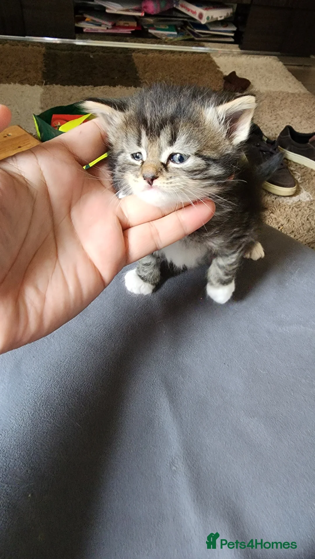 Mixed Breed cats for sale: Beautiful British long and short hair litter  in Worcester - Advert 12