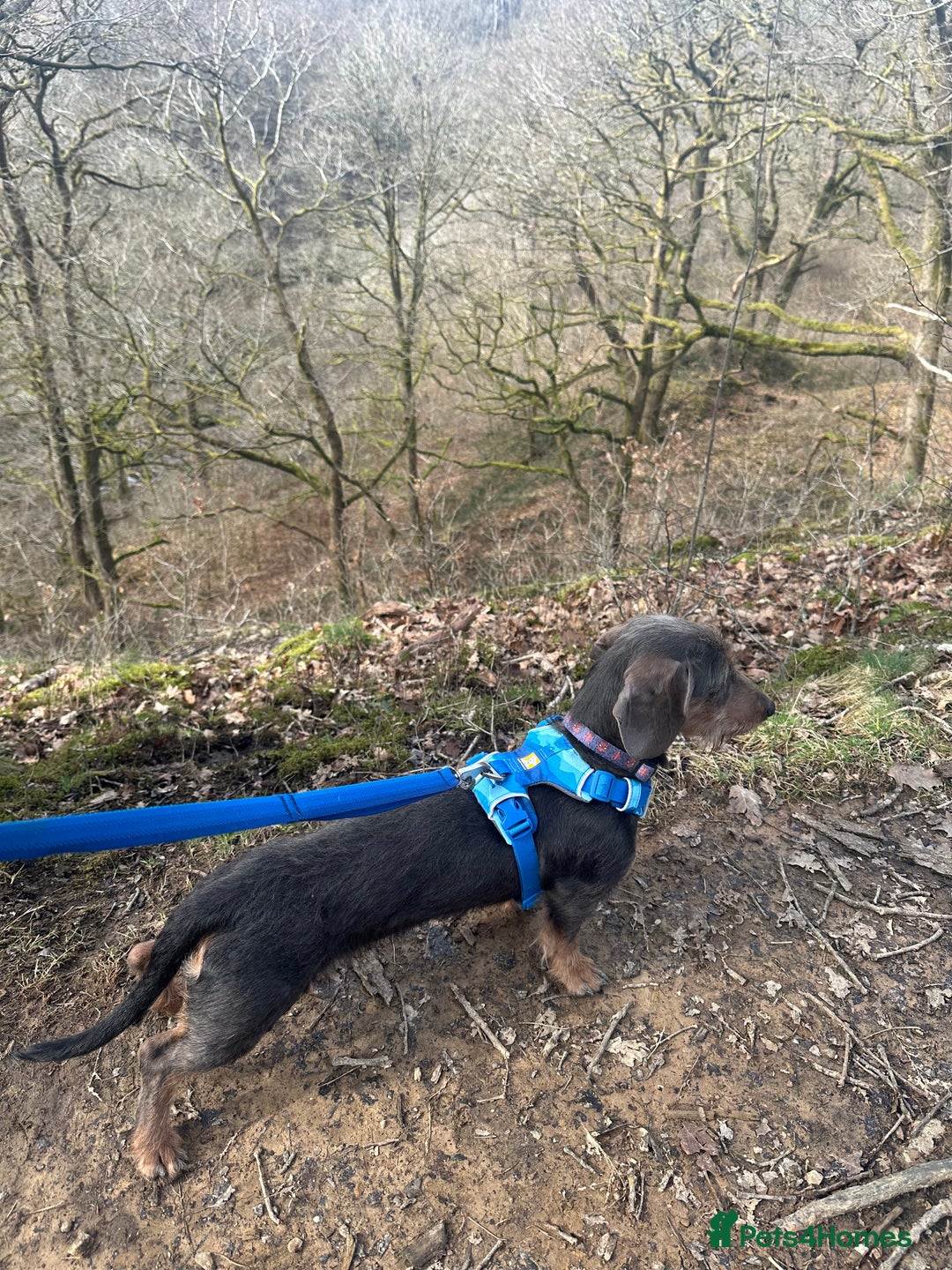 Dachshund dogs for stud: Standard Wire-haired Dachshund for stud - Image 2