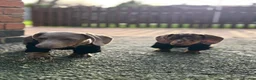 Miniature Dachshund dogs for sale: Miniature dachshund males - Advert 11
