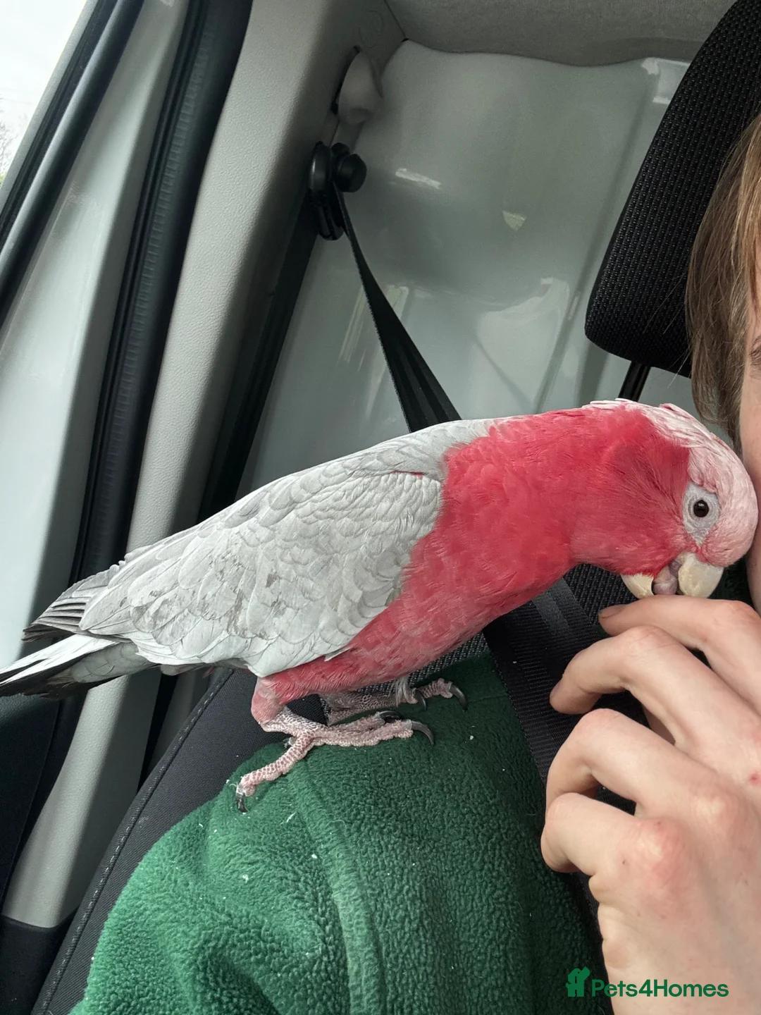 Cockatoo birds for sale: Tame galah cockatoo  - Advert 1