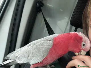 Cockatoo birds Tame galah cockatoo - Advert 10