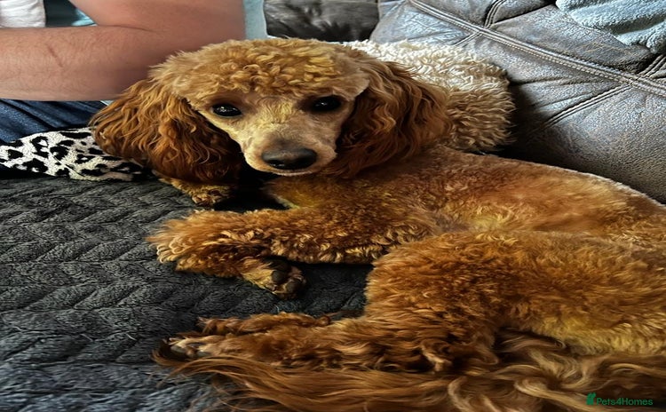 Toy Poodle dogs - Advert 2