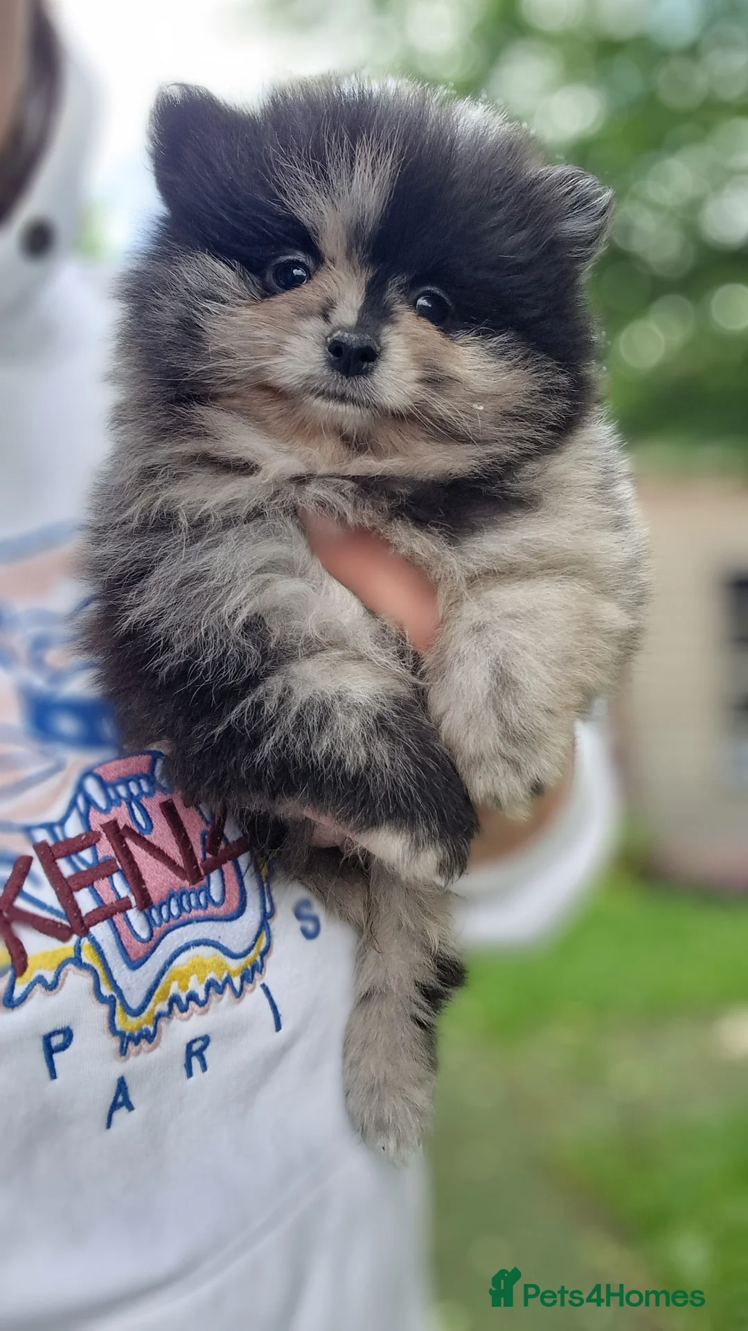 Pomeranian dogs for sale: Cute Pomeranian boys, amazing colour in Wigan - Advert 1