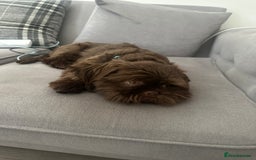 Shih Tzu dogs for sale: Chocolate puppy looking for his FURever home  - Image 2