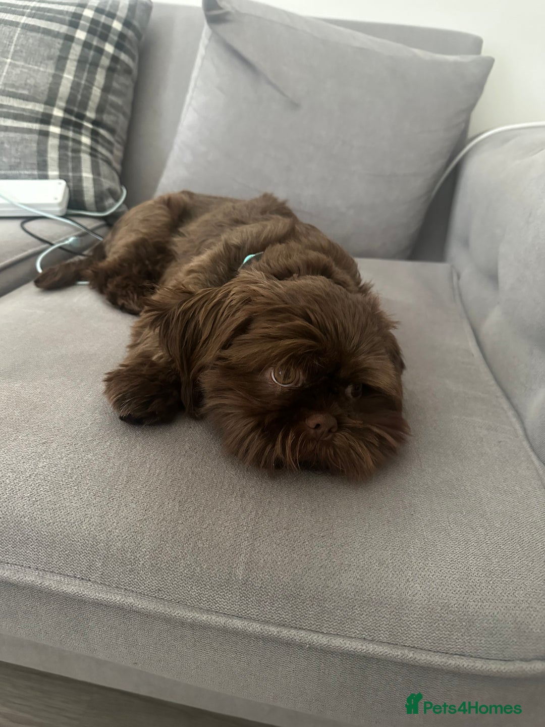 Shih Tzu dogs for sale: Chocolate puppy looking for his FURever home  - Image 2