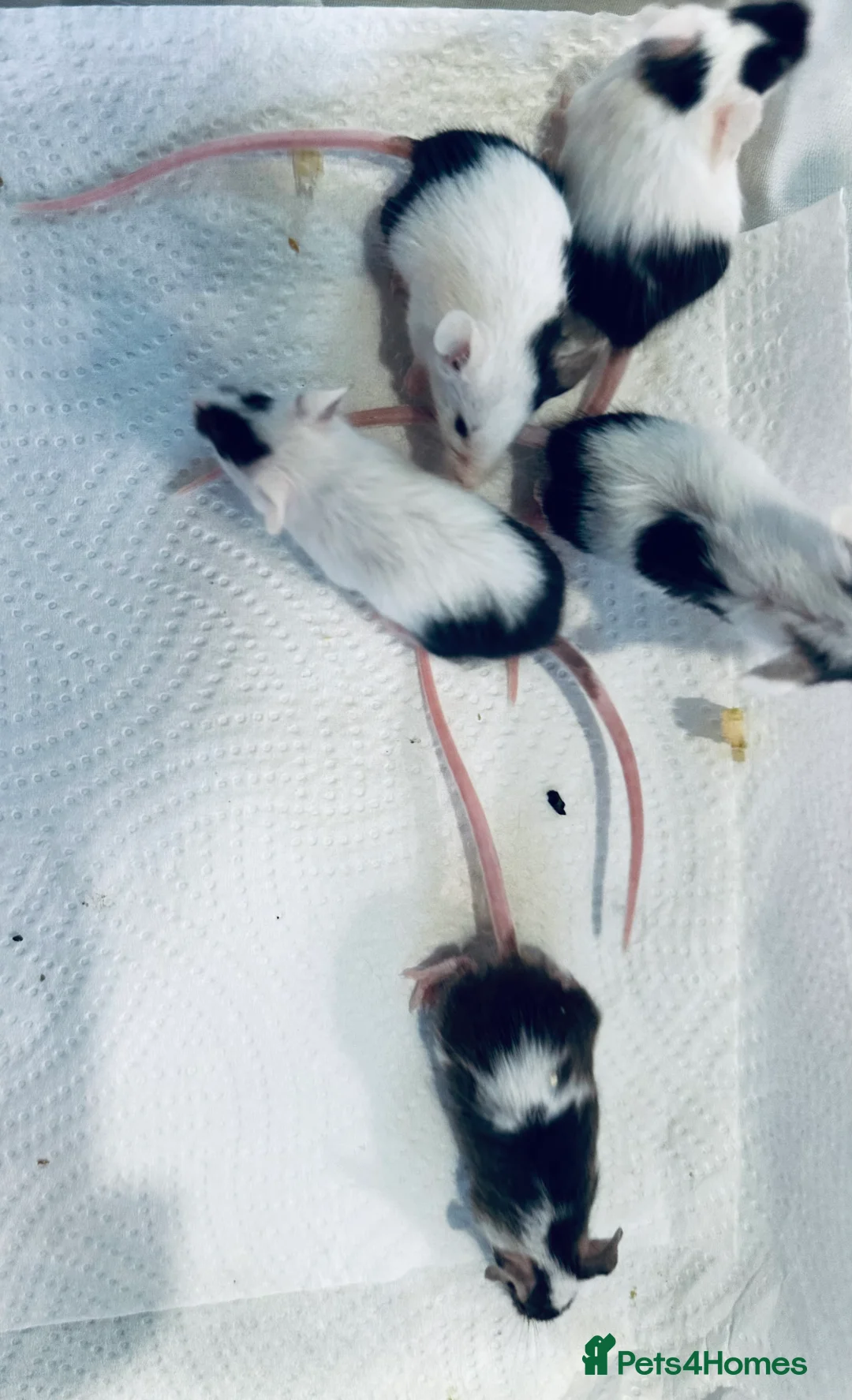 Mouse rodents for sale: Baby Male Fancy Mice  - Advert 4