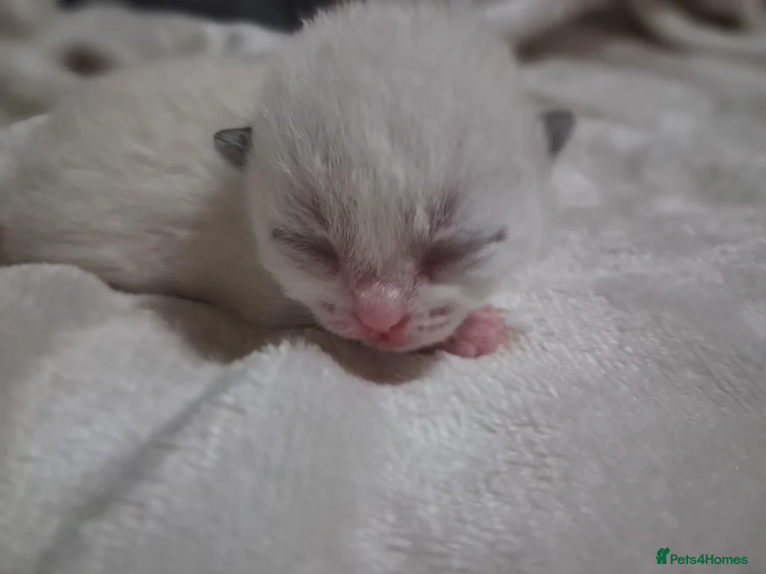 Mixed Breed cats for sale: Mixed kittens for sale  - Advert 9