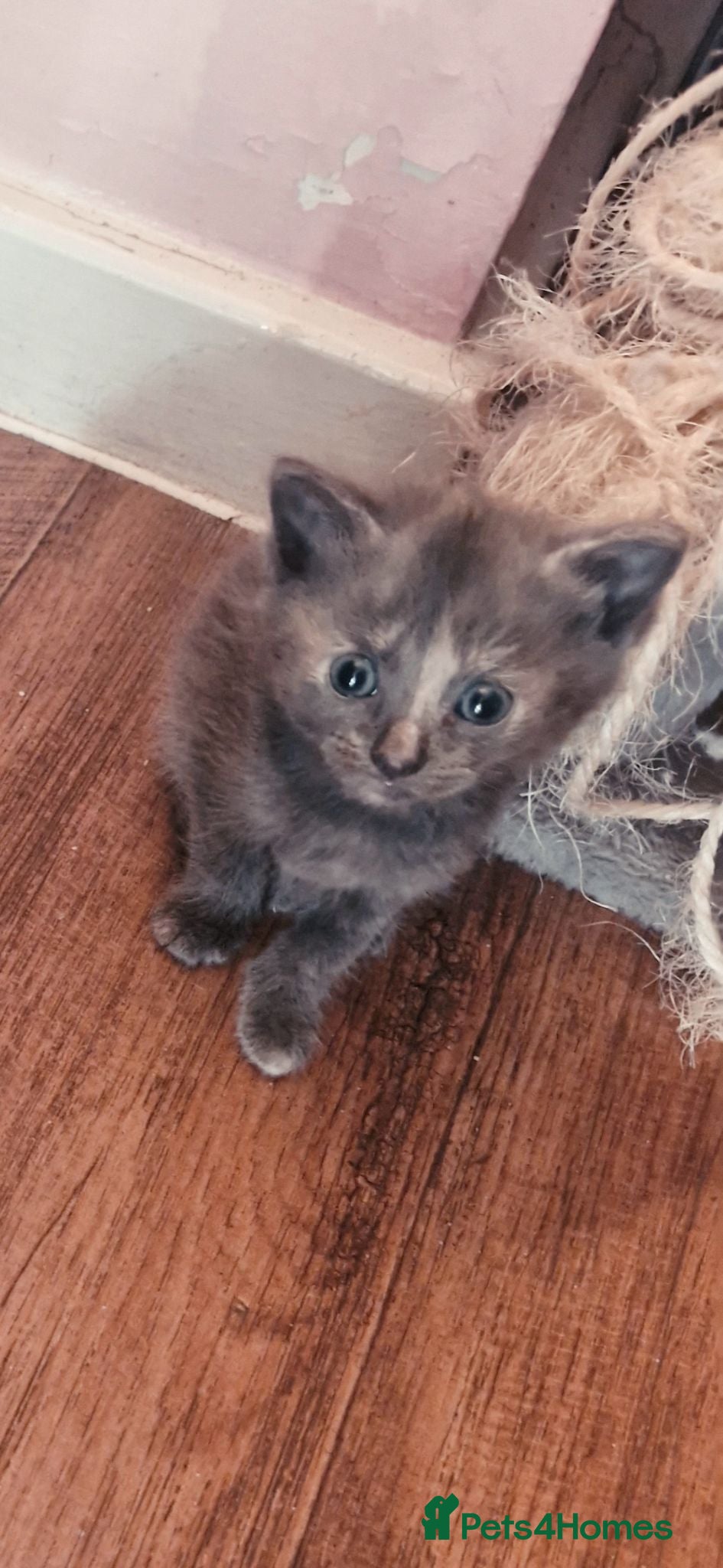British Shorthair cats 1 beautiful grey kitten ready now  - Advert 1