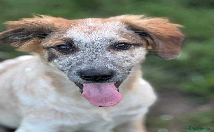 Mixed Breed dogs - Advert 1