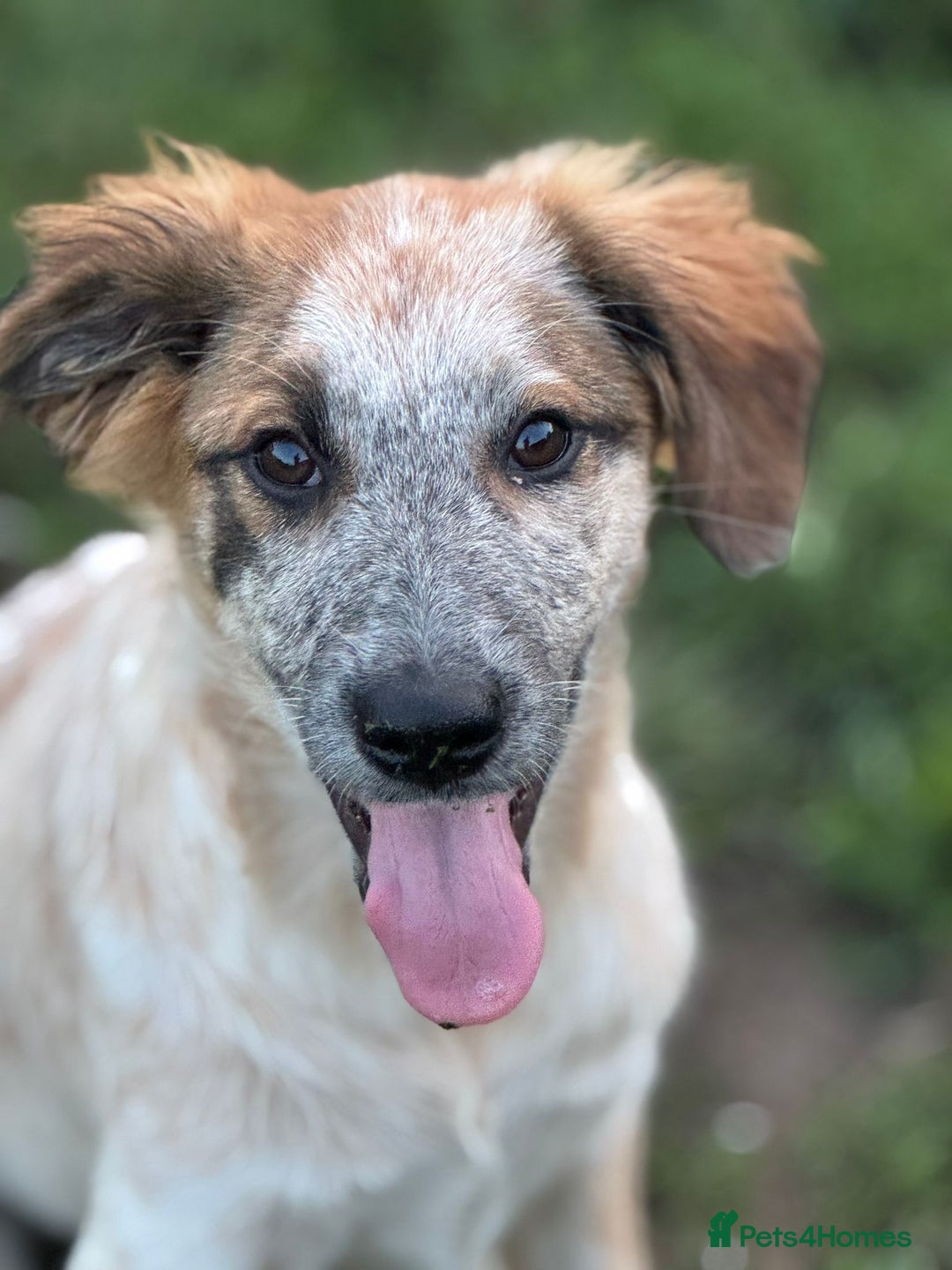 Mixed Breed dogs for adoption: IVY - a beautiful young girl, for a Loving Home - Image 1
