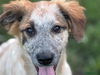 Mixed Breed dogs - Advert 14