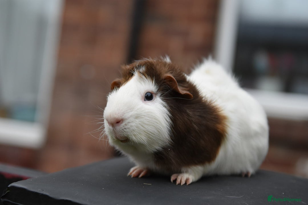 Guinea Pig rodents for sale: 9 Month Old Male Guinea Pigs Looking For New Home - Image 20