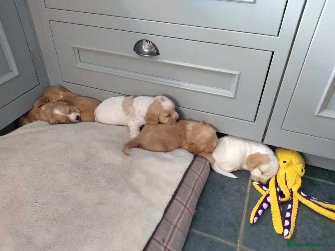 Cocker Spaniel dogs for sale: Working strain cocker spaniels in Skipton - Advert 2