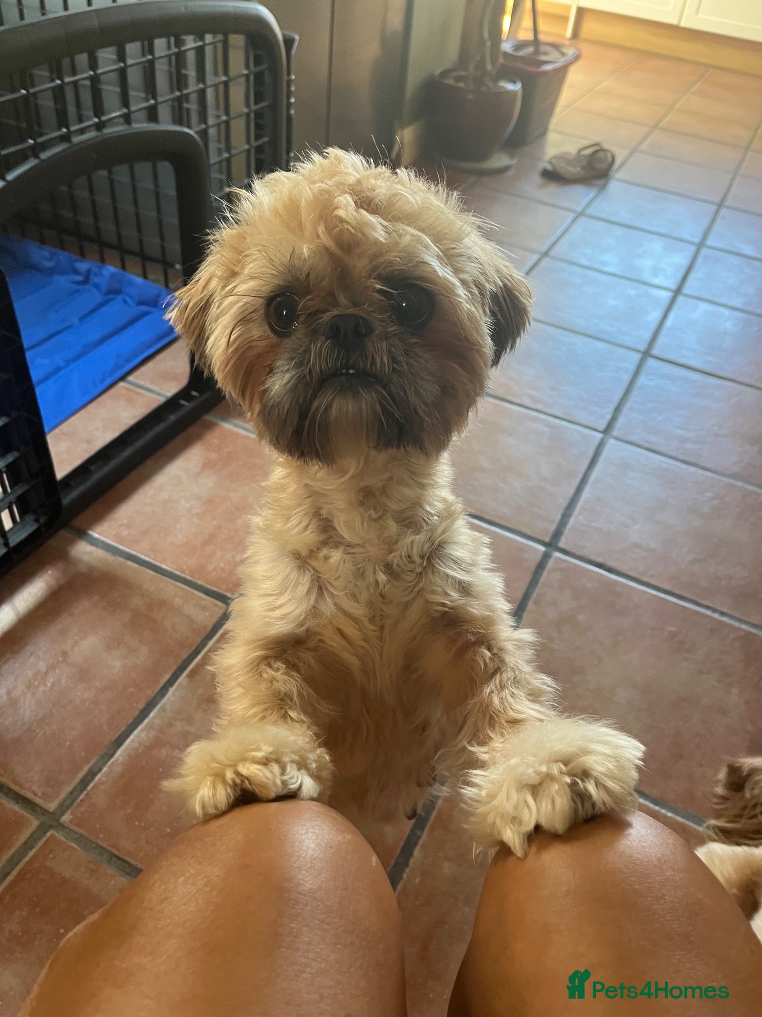 Shih Tzu dogs American imperial shihtzu  - Advert 1