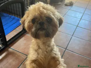 Shih Tzu dogs American imperial shihtzu - Advert 1