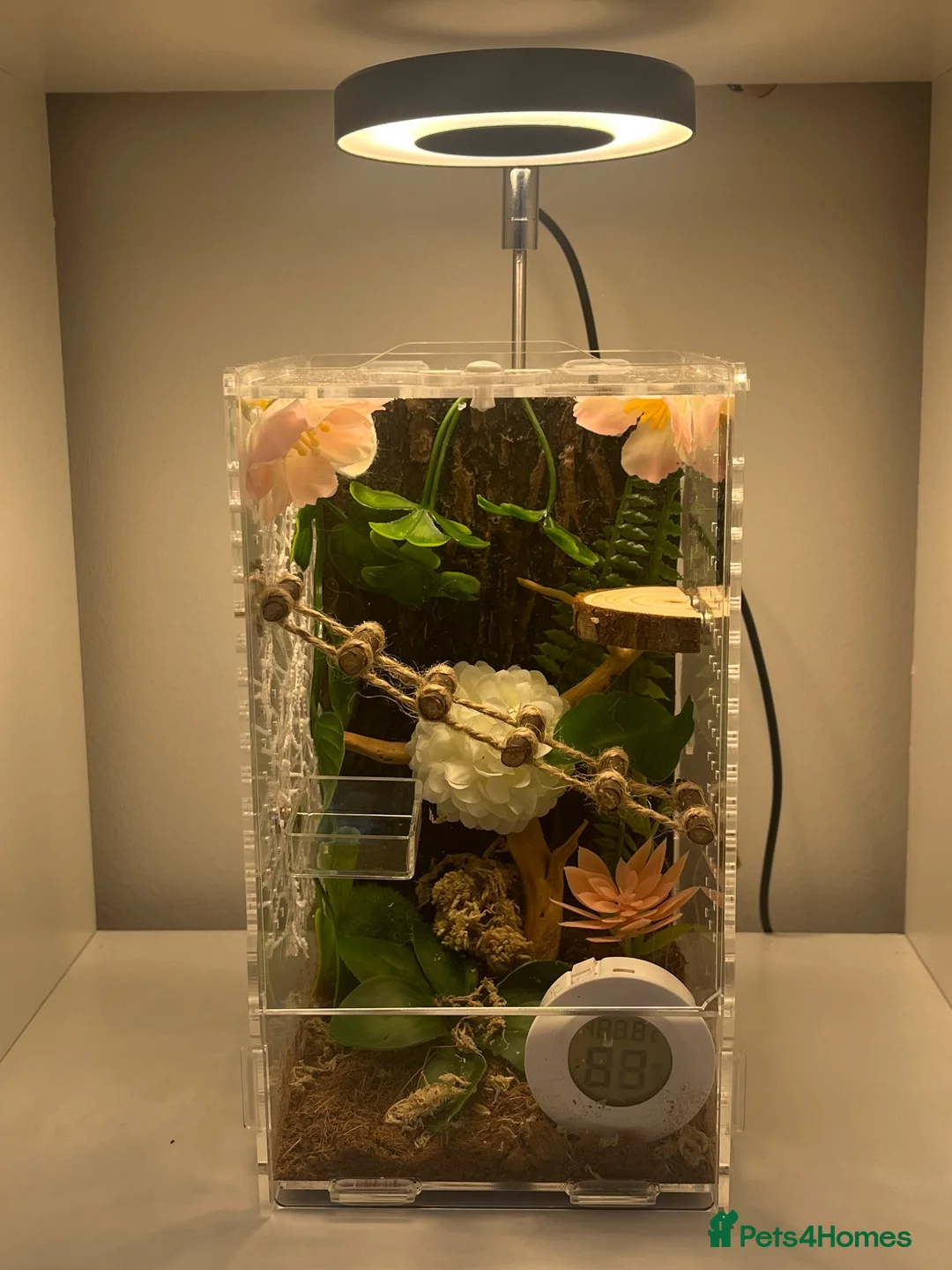 Spiders invertebrates for sale: Female i5 Apalachicola jumping spider in Andover - Advert 1