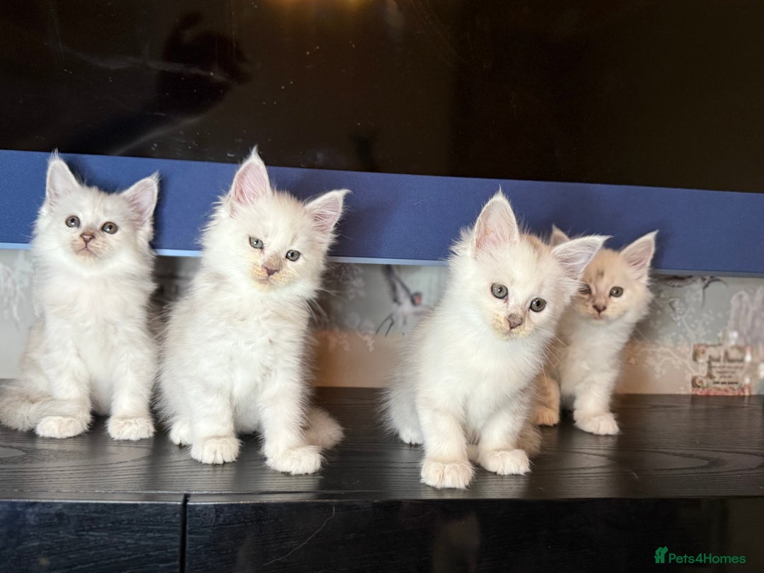 Maine Coon cats for sale: Outstanding Blue Silver Shaded Maine Coon Kittens - Image 4