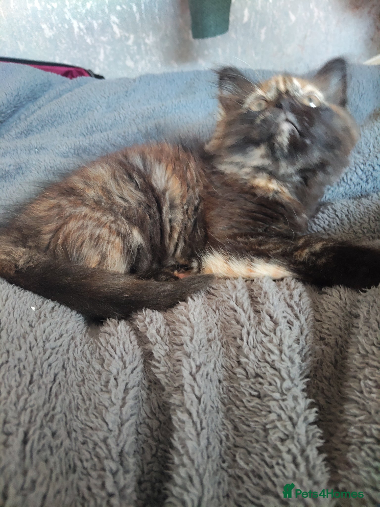 Mixed Breed cats 1 female medium hair tortoise girl left  - Advert 6