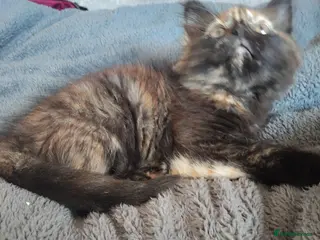 Mixed Breed cats 1 female medium hair tortoise girl left - Advert 6