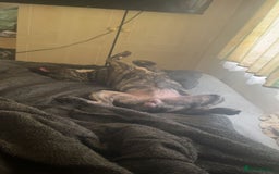 Mixed Breed dogs for sale: Rex! The 7 month old medium sized mixed breed - Advert 3