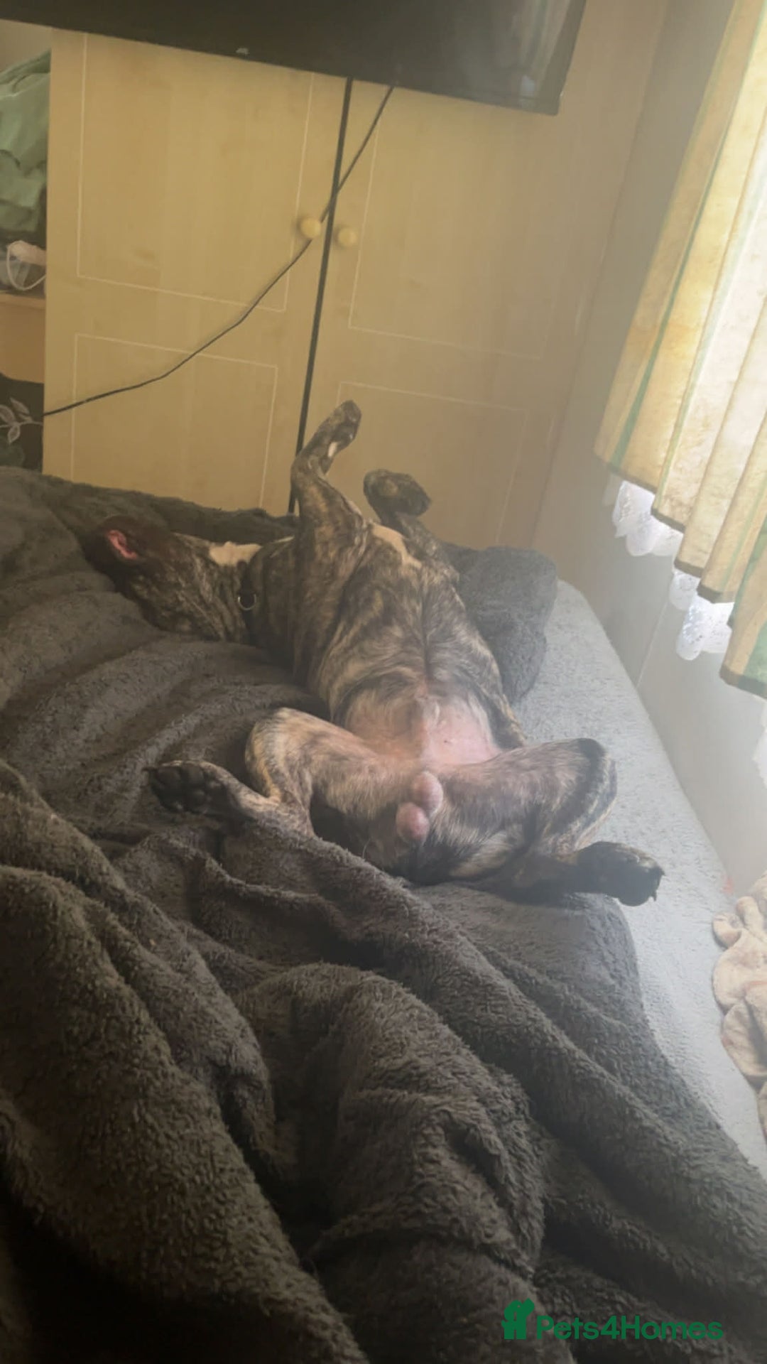 Mixed Breed dogs for sale: Rex! The 7 month old medium sized mixed breed - Advert 3