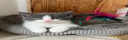 Mixed Breed cats for sale: 8 weeks old mixed breed grey & white fluffy kitten - Advert 4